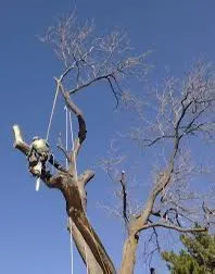 Expert landscape design in Zephyrhills, FL - Alpha & Omega Tree Service