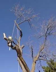 Reliable landscaping services experts serving Zephyrhills, FL - Alpha & Omega Tree Service