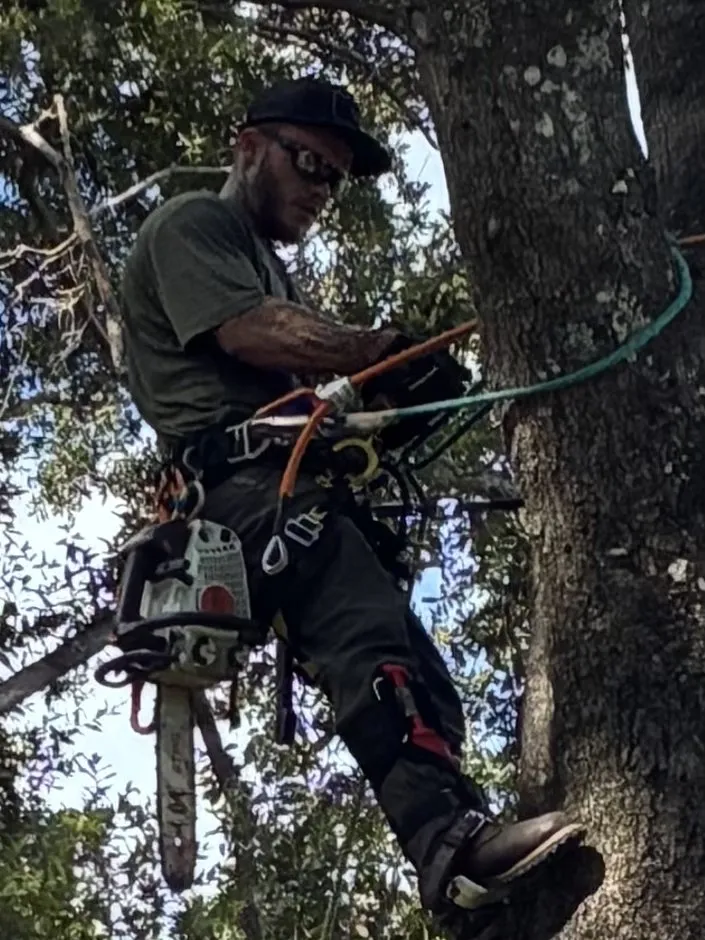 Expert outdoor landscaping for outdoor upgrades across Zephyrhills, FL - Alpha & Omega Tree Service