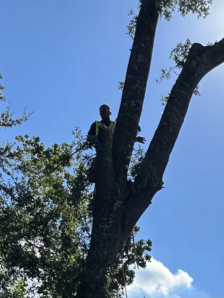 Trusted residential landscaping for outdoor upgrades across Zephyrhills, FL - Alpha & Omega Tree Service