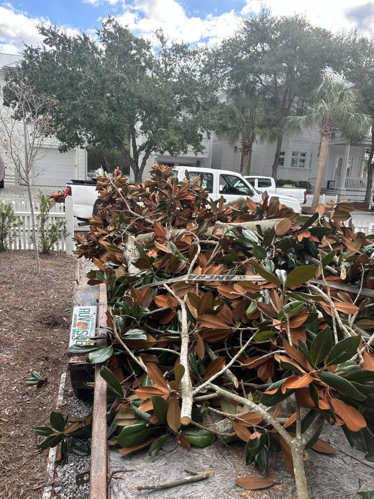 Professional landscaping services in Zephyrhills, FL - Alpha & Omega Tree Service