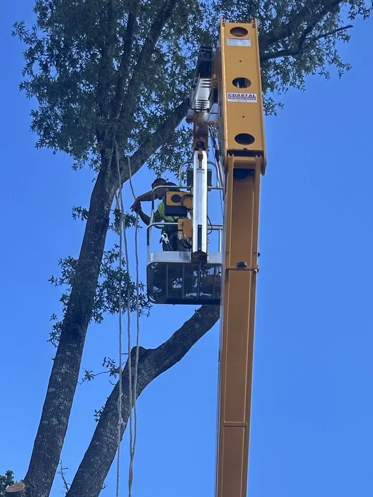 Top-rated yard cleanup service for outdoor upgrades in Zephyrhills, FL by Alpha & Omega Tree Service