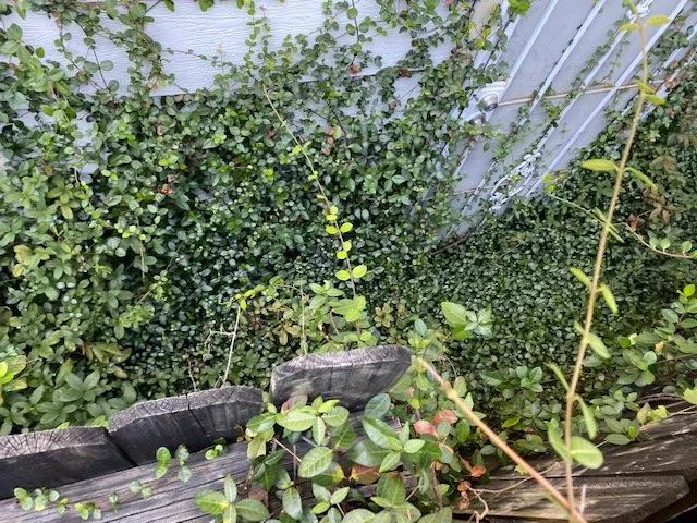 Expert yard cleanup service with custom design in Katy, TX by Alpha and Omega Landscaping