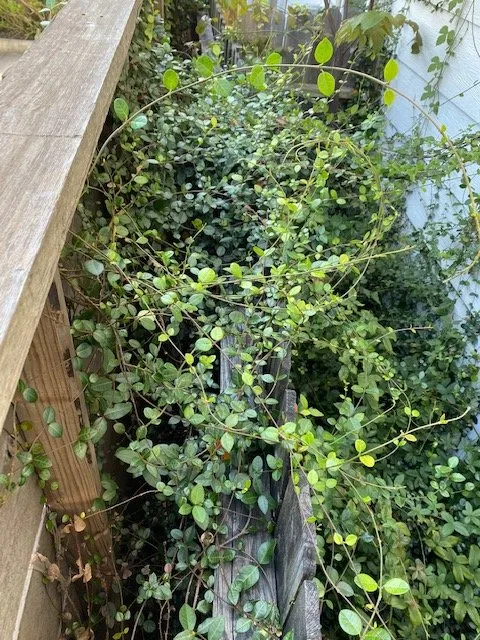 Custom landscape installation in Katy, TX by Alpha and Omega Landscaping