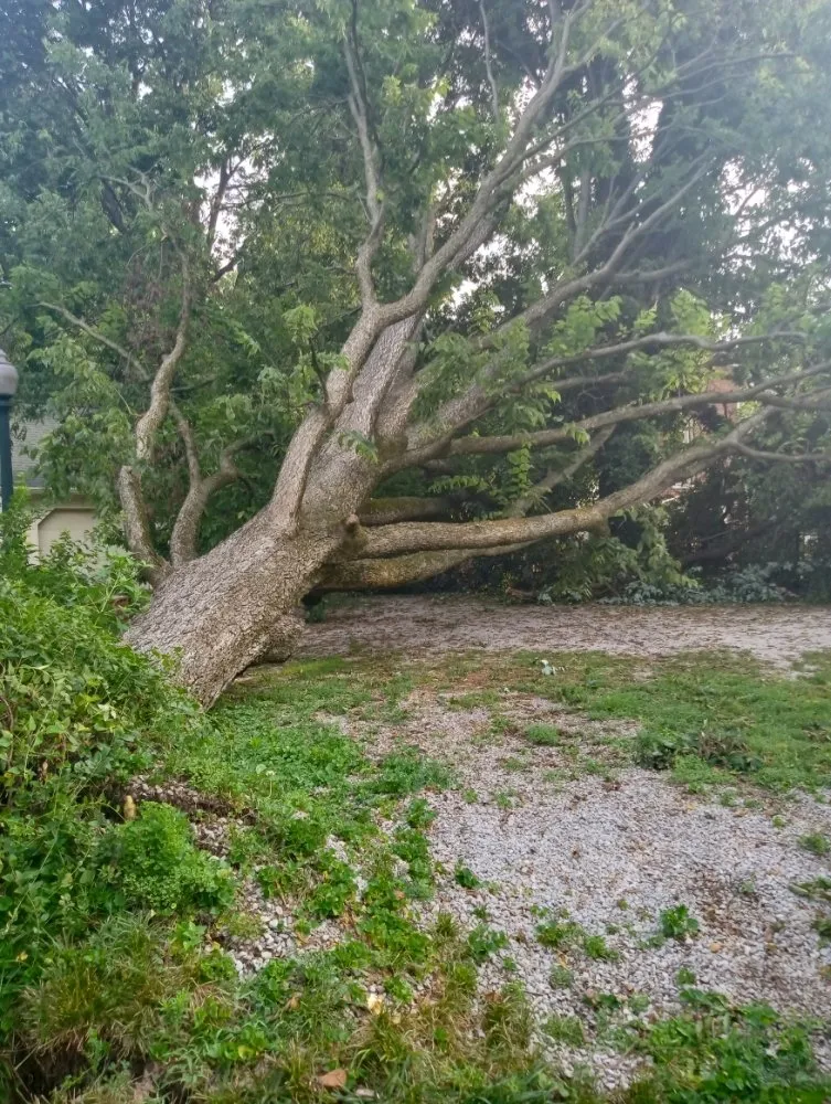 Trusted residential landscaping for residential properties in Shelbyville, IN by Alpha Dog Tree Service & Lawn Care