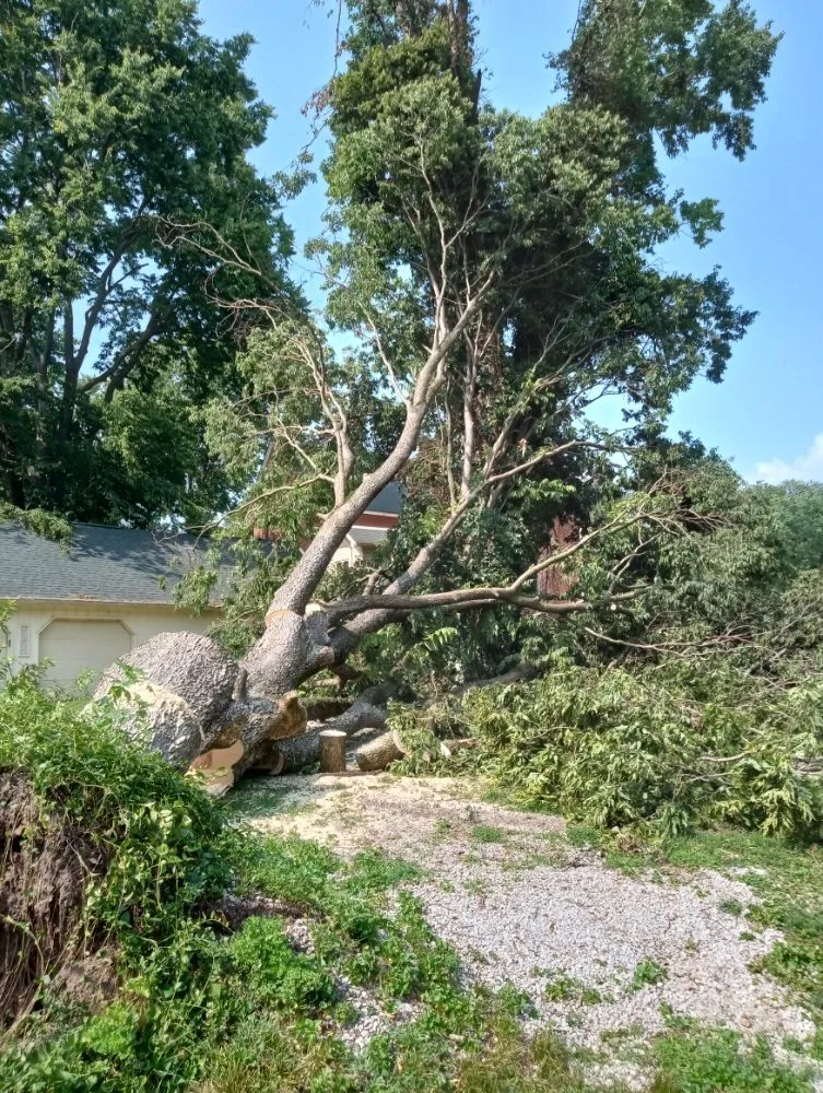 Trusted outdoor landscaping for beautiful yards in Shelbyville, IN by Alpha Dog Tree Service & Lawn Care