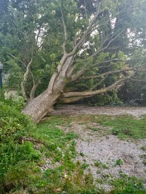 Alpha Dog Tree Service & Lawn Care