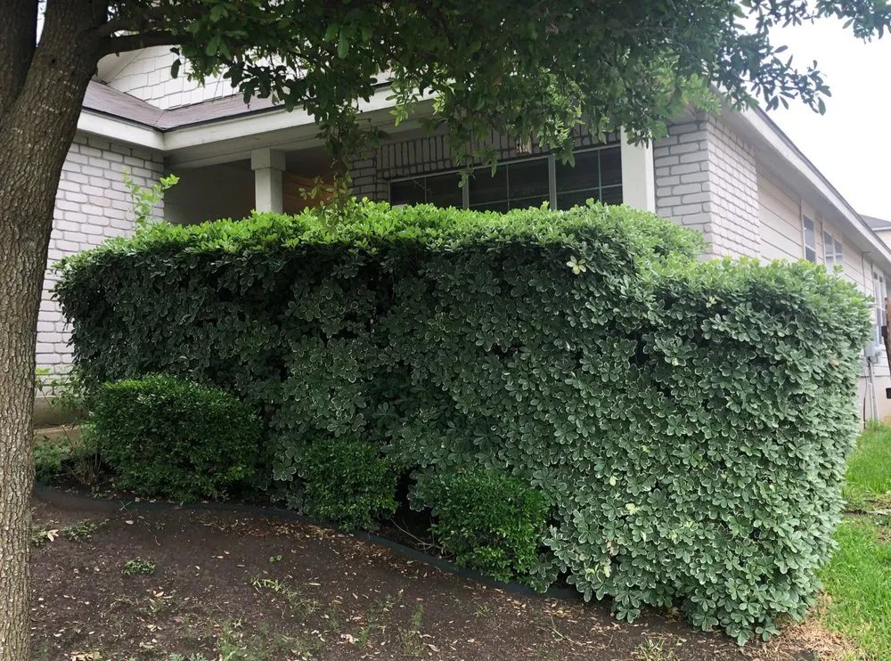 Professional yard cleanup service in Helotes, TX - Alpha Landscape and Lawn Services