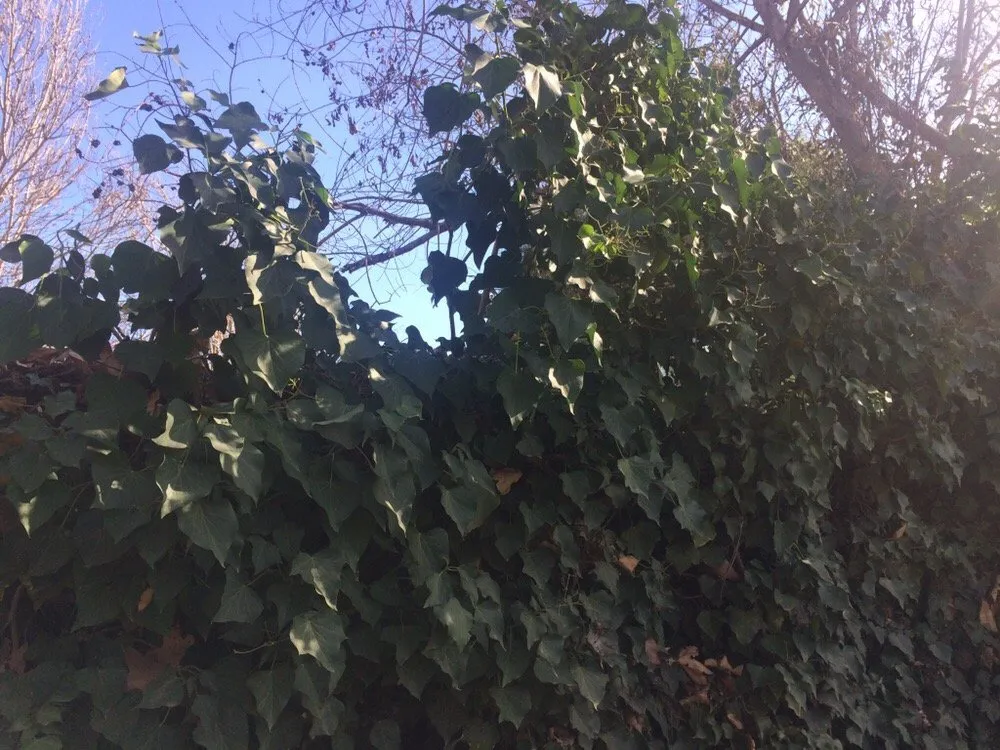 Reliable residential landscaping for residential properties in Santa Ynez, CA by Alpha Landscaping & Maintenance