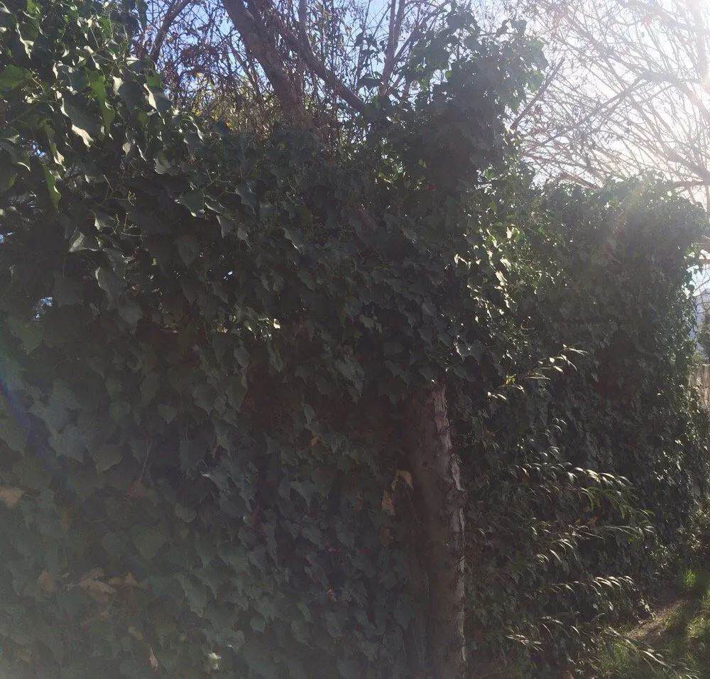 Reliable garden landscaping for outdoor upgrades in Santa Ynez, CA by Alpha Landscaping & Maintenance