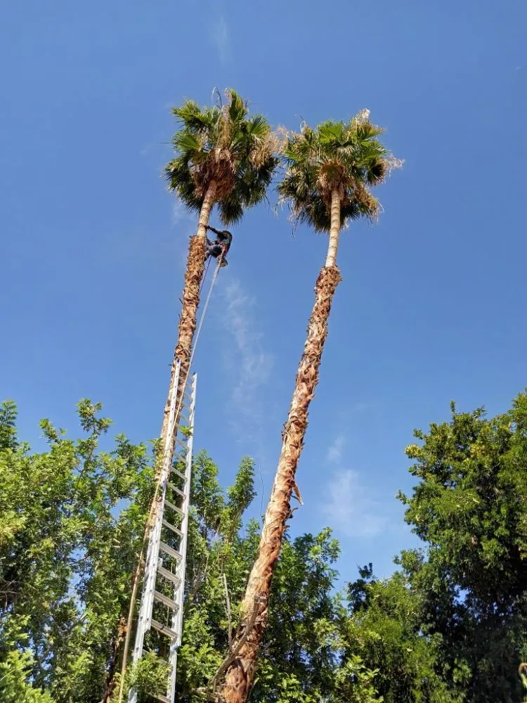 Expert residential landscaping in Desert Hot Springs, CA - Alpha Landscaping