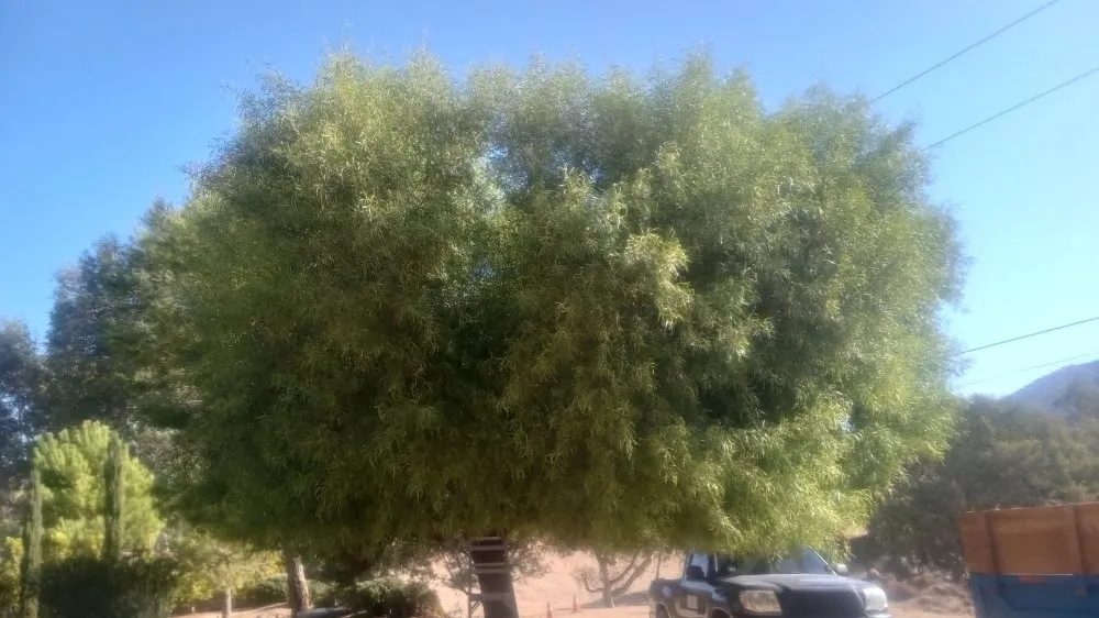 Reliable lawn care service experts serving Desert Hot Springs, CA - Alpha Landscaping