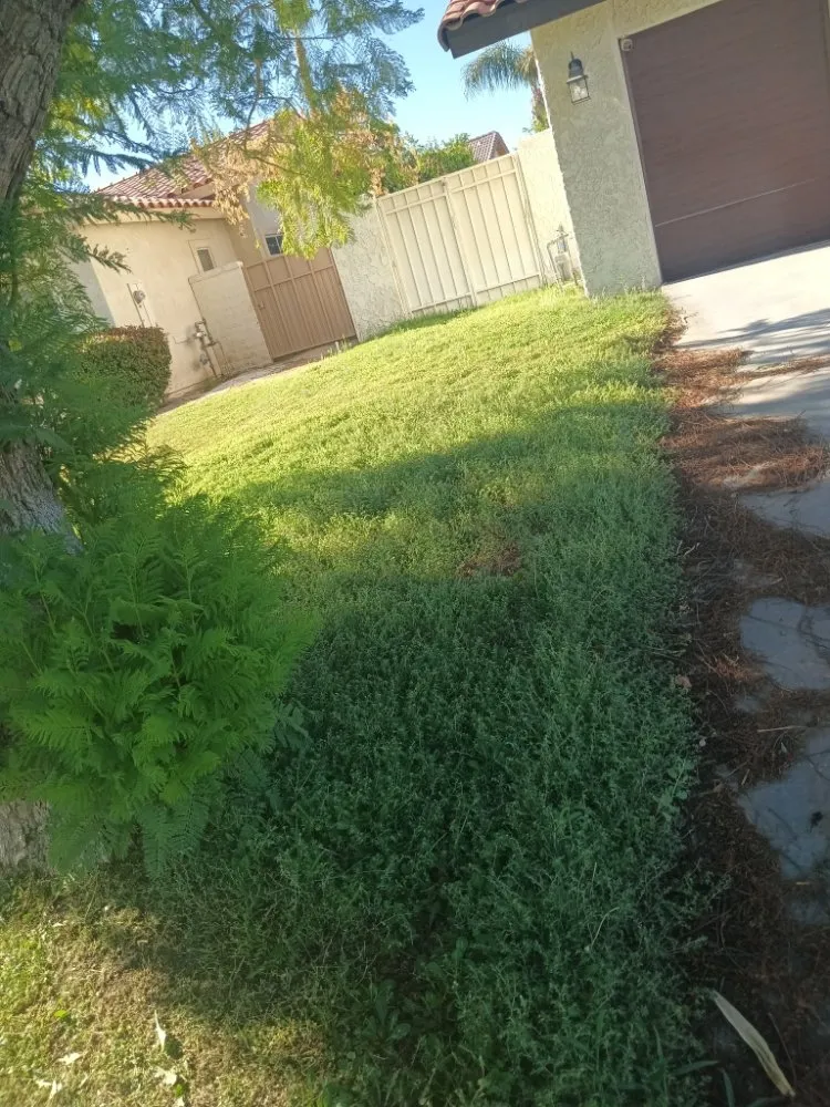 Affordable residential landscaping experts serving Desert Hot Springs, CA - Alpha Landscaping