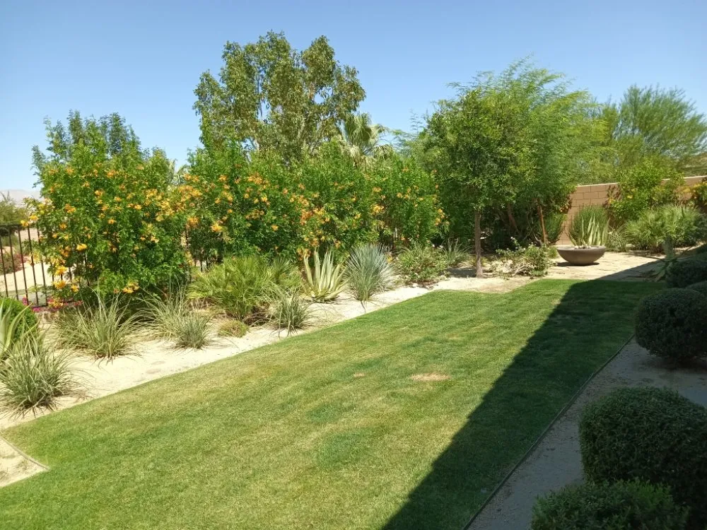 Custom yard cleanup service in Desert Hot Springs, CA - Alpha Landscaping