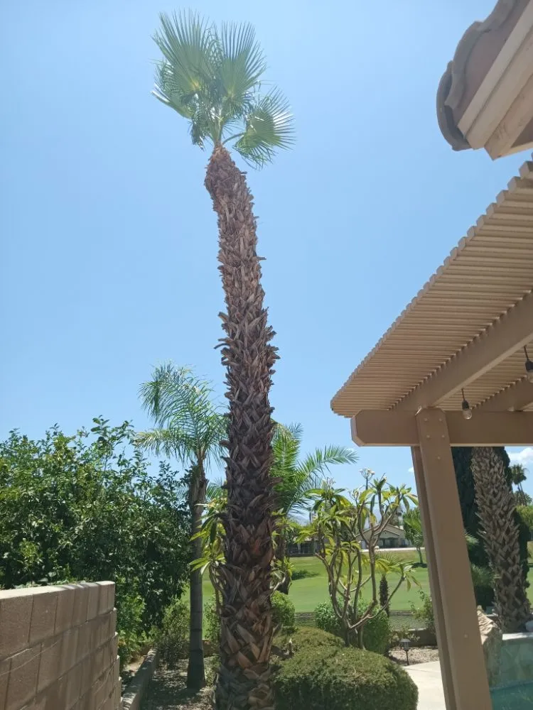 Local lawn care service in Desert Hot Springs, CA - Alpha Landscaping