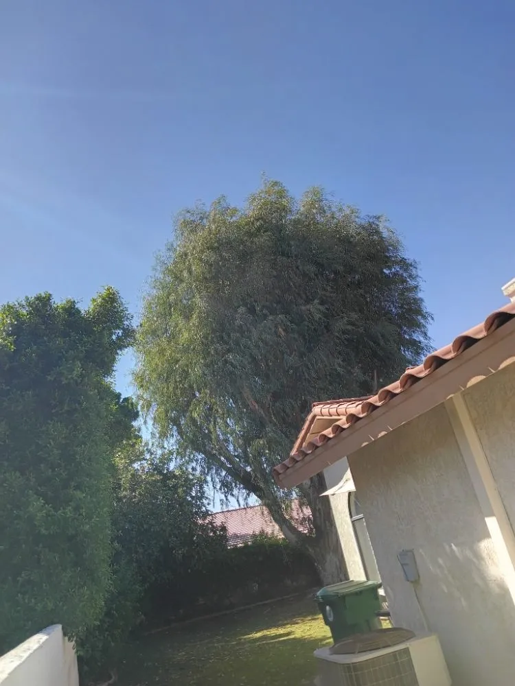 Reliable yard maintenance for year-round maintenance across Desert Hot Springs, CA - Alpha Landscaping