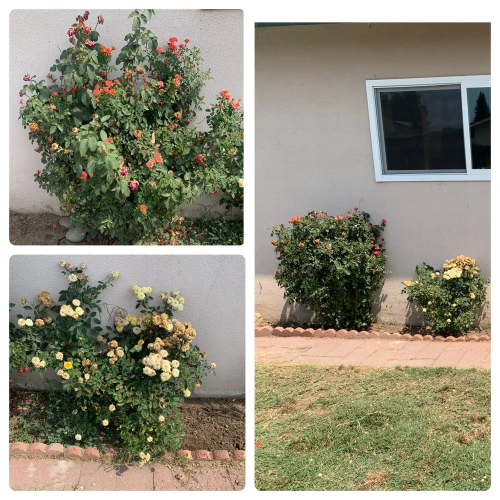 Expert landscaping services in Exeter, CA by Alpha Lawn And Landscape