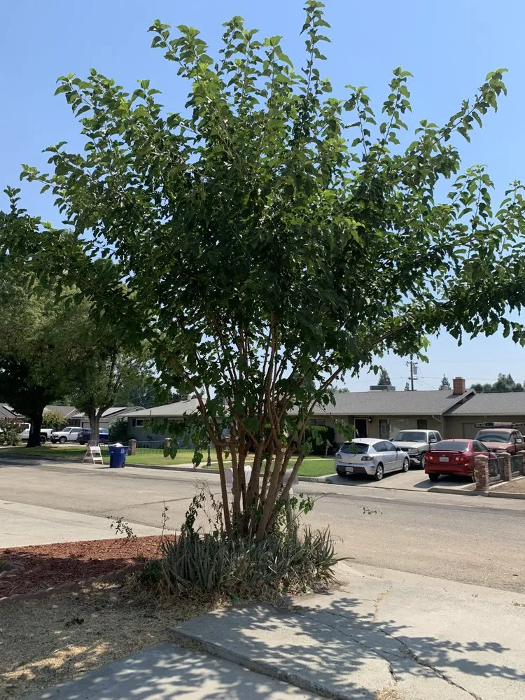 Professional landscape design for year-round maintenance in Exeter, CA by Alpha Lawn And Landscape