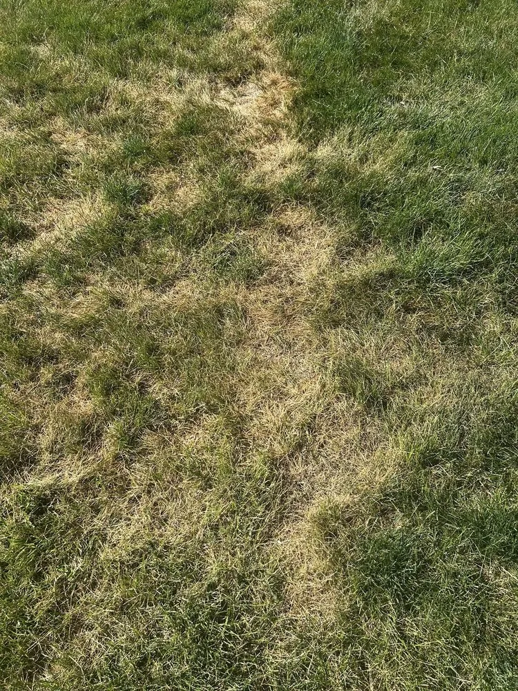 Top-rated landscape design near you in Bozeman, MT by Alpha Lawn and Landscaping