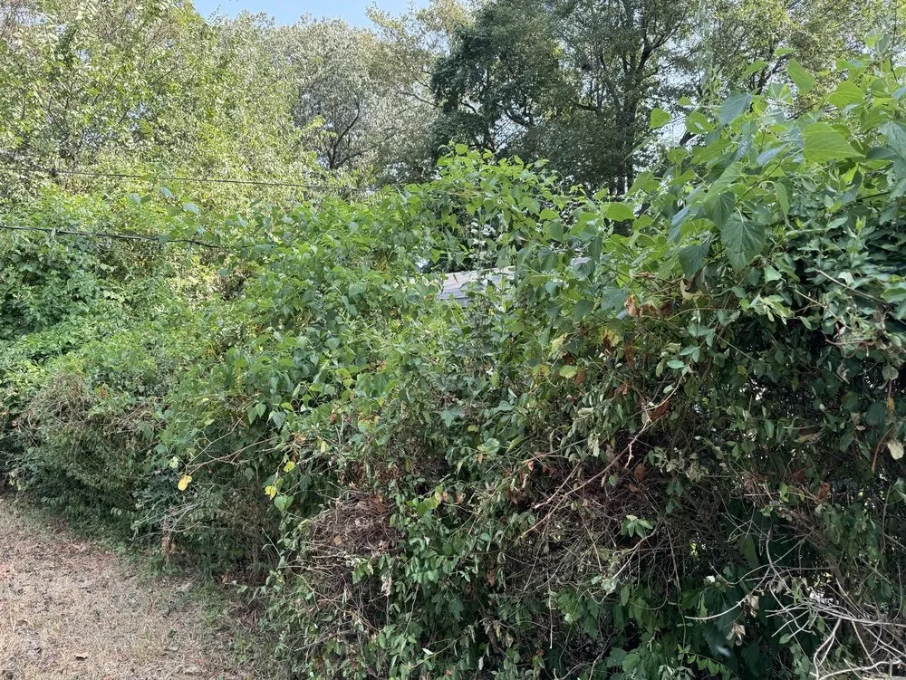 Affordable landscape design for outdoor upgrades across Metropolis, IL - Alpha Lawn Care & Cleaning Services