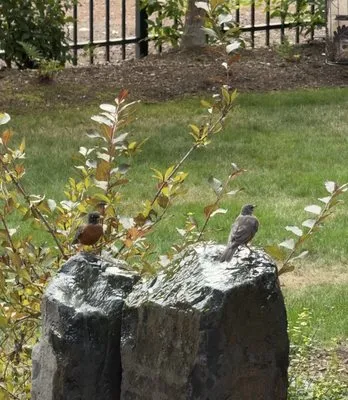 Alpha Lawn Maintenance