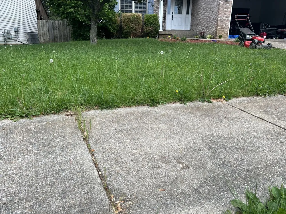 Custom yard cleanup service in Hollyvilla, KY by Alpha Pro Lawn Care & Landscape