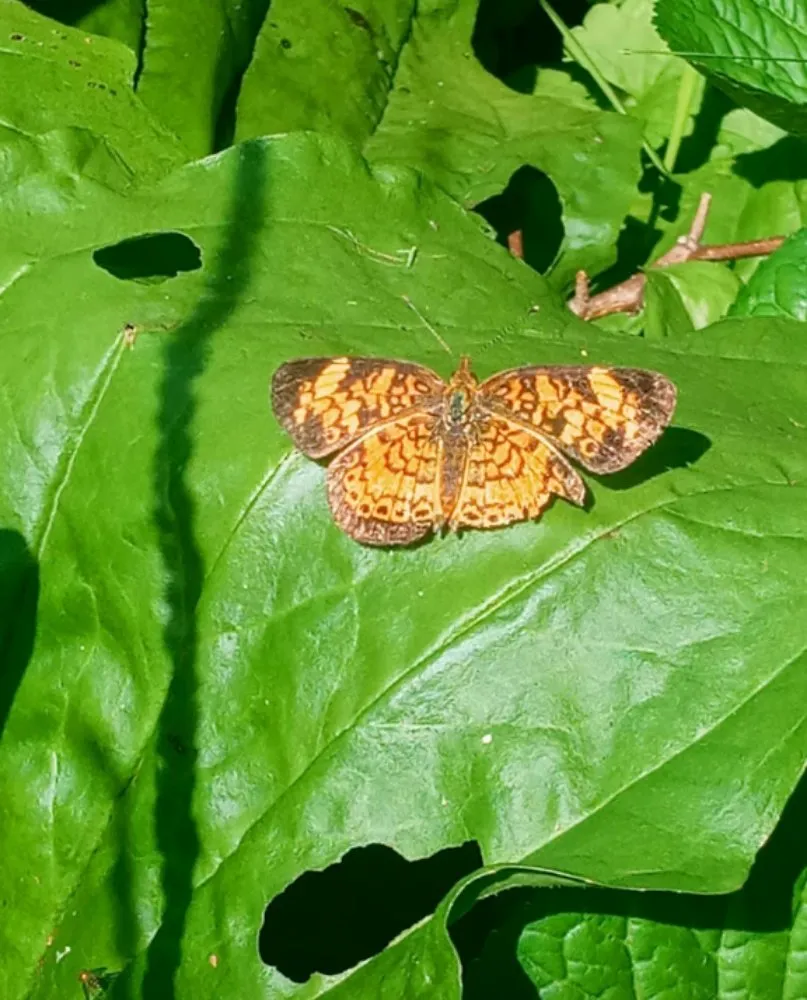 Affordable lawn mowing service for residential properties in Knoxville, TN by Alpha Property Services