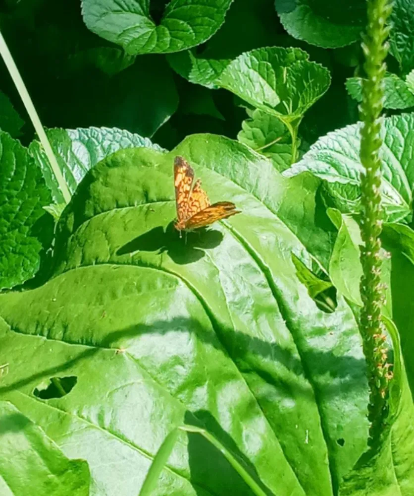 Local residential landscaping in Knoxville, TN by Alpha Property Services