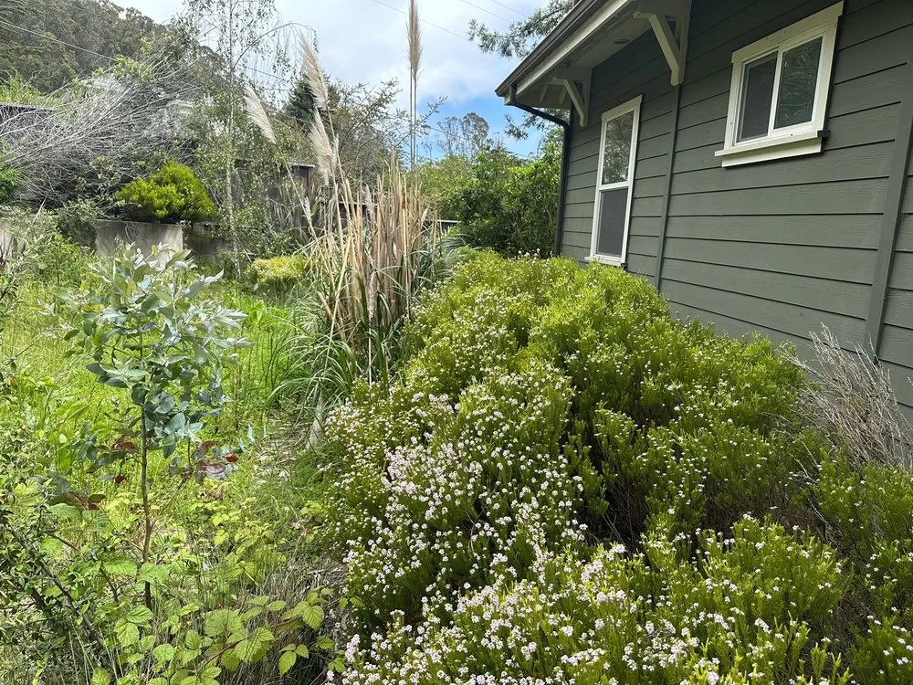 Expert yard cleanup service in Half Moon Bay, CA - Alpha Star Lawn Care