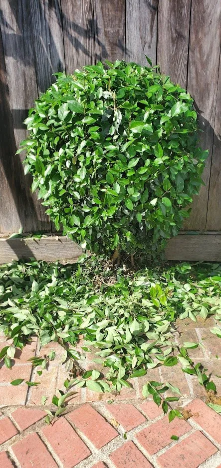 Custom outdoor landscaping with custom design across Half Moon Bay, CA - Alpha Star Lawn Care