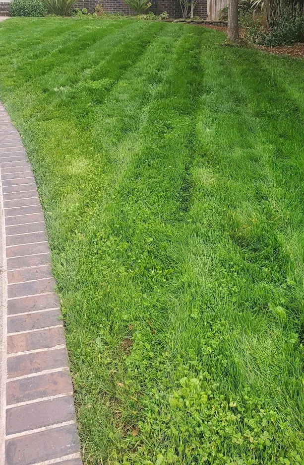 Professional yard cleanup service in Half Moon Bay, CA - Alpha Star Lawn Care