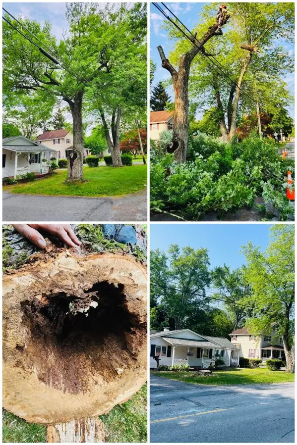 Top-rated yard cleanup service in Nazareth, PA by Alpha Tree and Property Service