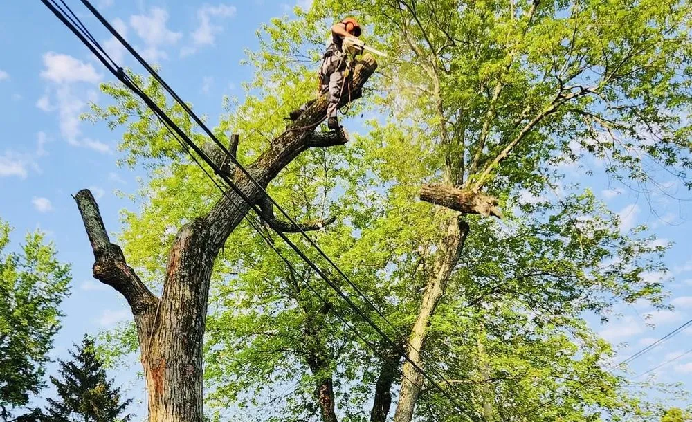 Custom residential landscaping in Nazareth, PA - Alpha Tree and Property Service