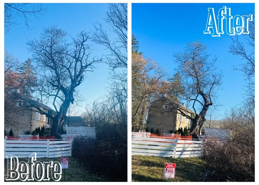 Trusted yard cleanup service in Nazareth, PA by Alpha Tree and Property Service