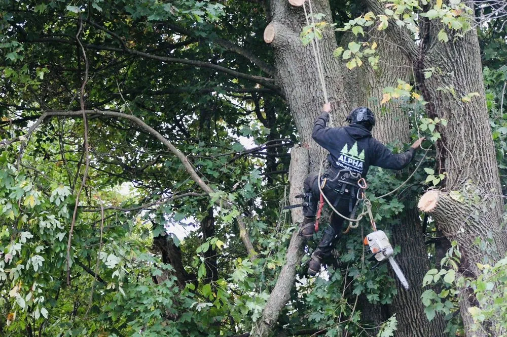 Trusted lawn mowing service experts serving Nazareth, PA - Alpha Tree and Property Service