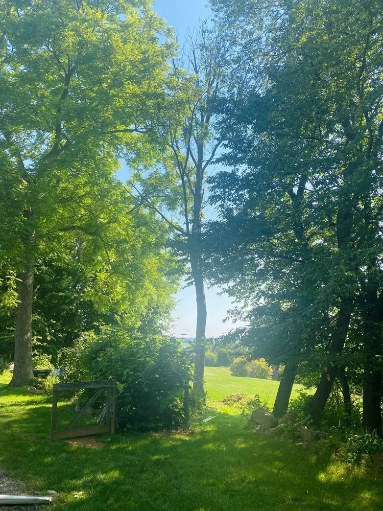 Affordable outdoor landscaping in Nazareth, PA by Alpha Tree and Property Service