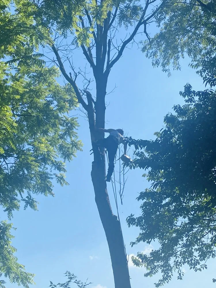 Local landscape design for beautiful yards across Nazareth, PA - Alpha Tree and Property Service