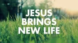 Professional garden landscaping with custom design across Beavercreek, OH - Alpha Turf