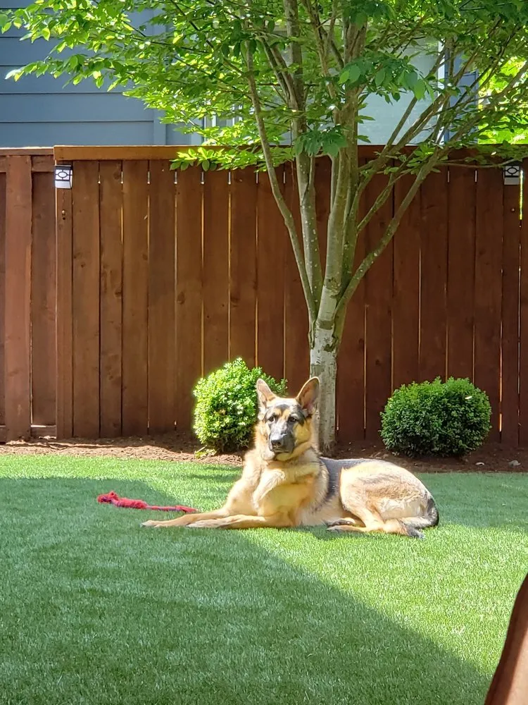 Affordable lawn care service for year-round maintenance across Eugene, OR - Alpha Turf NW