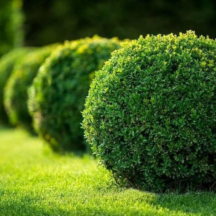 Top-rated lawn mowing service for homes across West Creek, NJ - Alpha's Landscaping