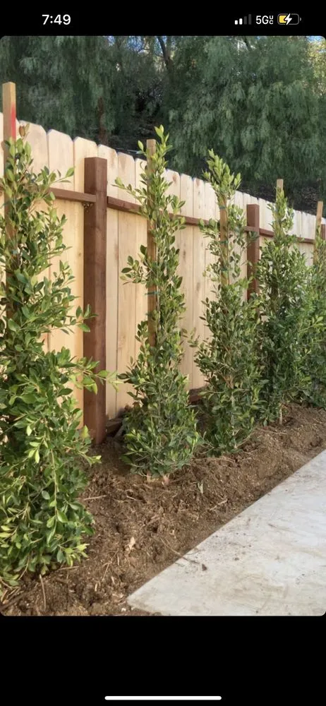 Expert yard maintenance for homes across Culver City, CA - Alphascape Landscaping Services