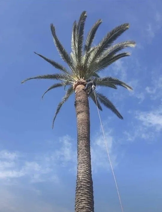 Expert outdoor landscaping experts serving Culver City, CA - Alphascape Landscaping Services