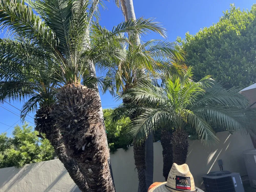 Local yard maintenance in Culver City, CA - Alphascape Landscaping Services