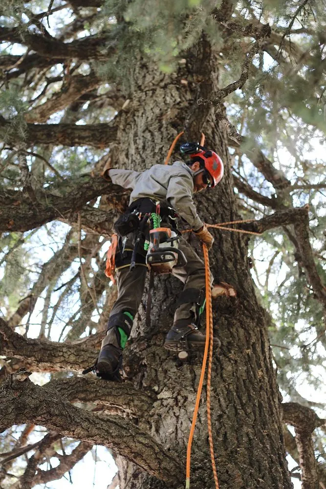 Top-rated landscape design for year-round maintenance across Park City, UT - Alpine Forestry
