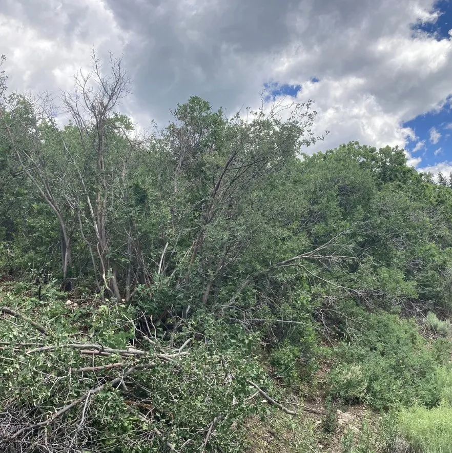 Affordable yard maintenance for outdoor upgrades across Park City, UT - Alpine Forestry