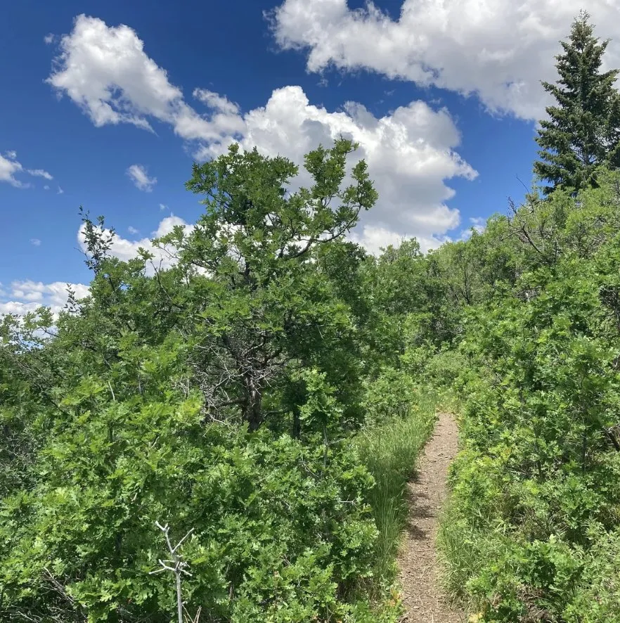 Professional landscape design in Park City, UT - Alpine Forestry