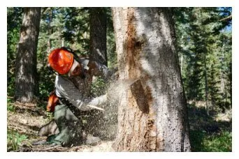 Local landscaping services in Park City, UT by Alpine Forestry