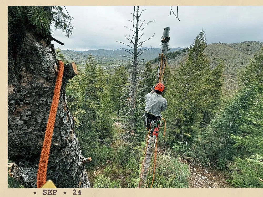 Custom residential landscaping experts serving Park City, UT - Alpine Forestry