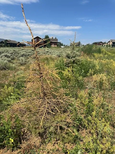 Custom residential landscaping with custom design in Winter Park, CO by Alpine Landscape Service