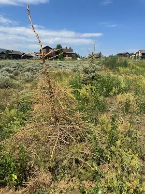 Alpine Landscape Service